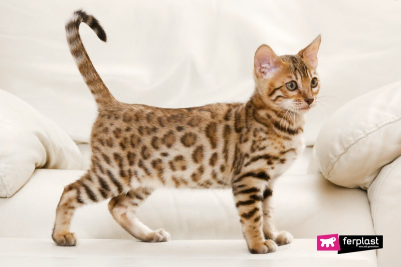 Бенгальская кошка
