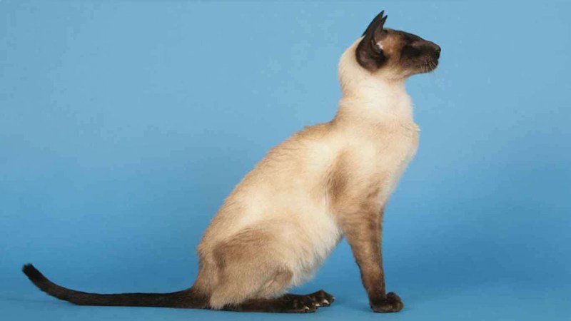 Паллас Сиамская кошка
