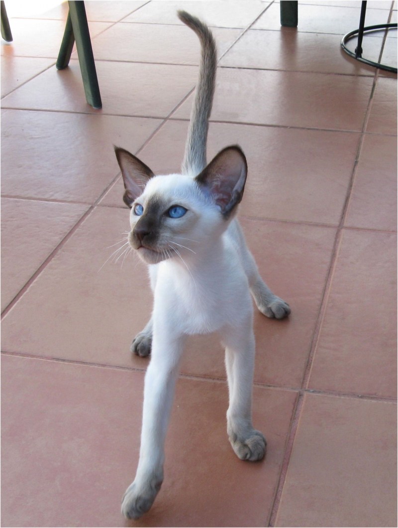 Oriental Cat Blue point