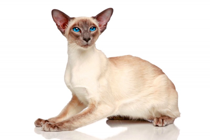 Blue point Siamese rat