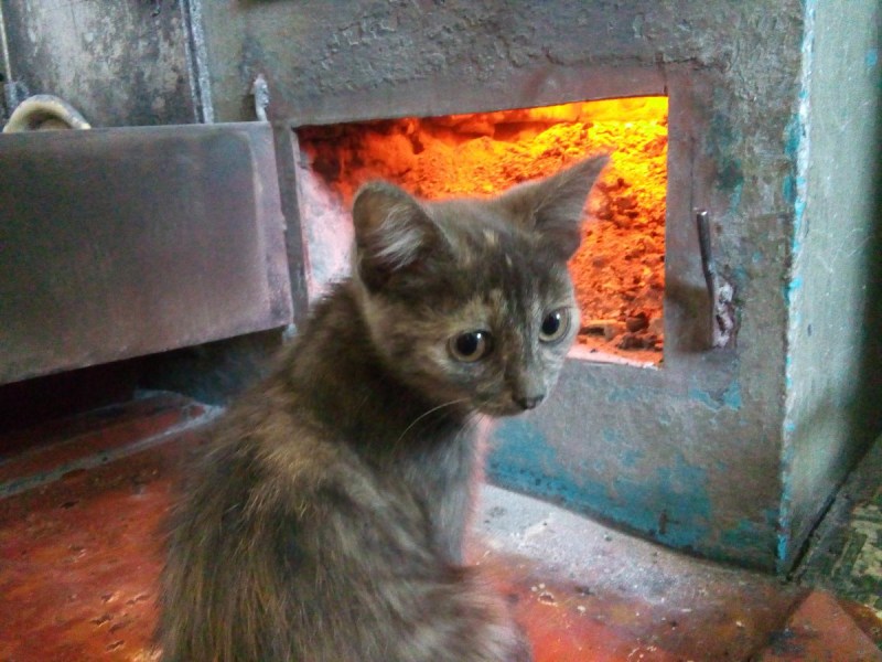 Уютный вечер с кошкой