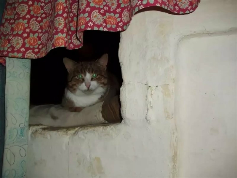 Коты на печи