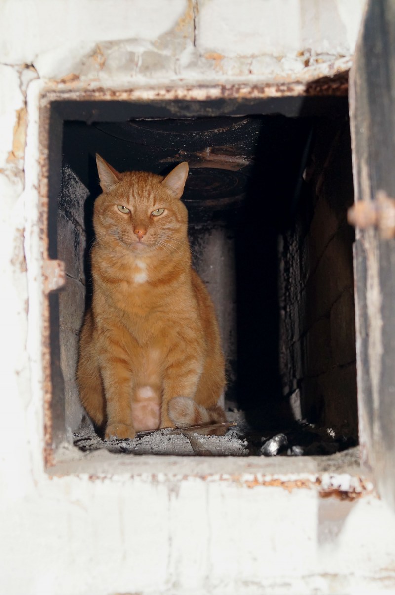 Кошка греется на батарее