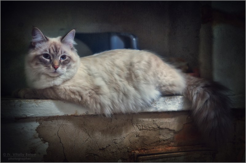 Кошка на печи