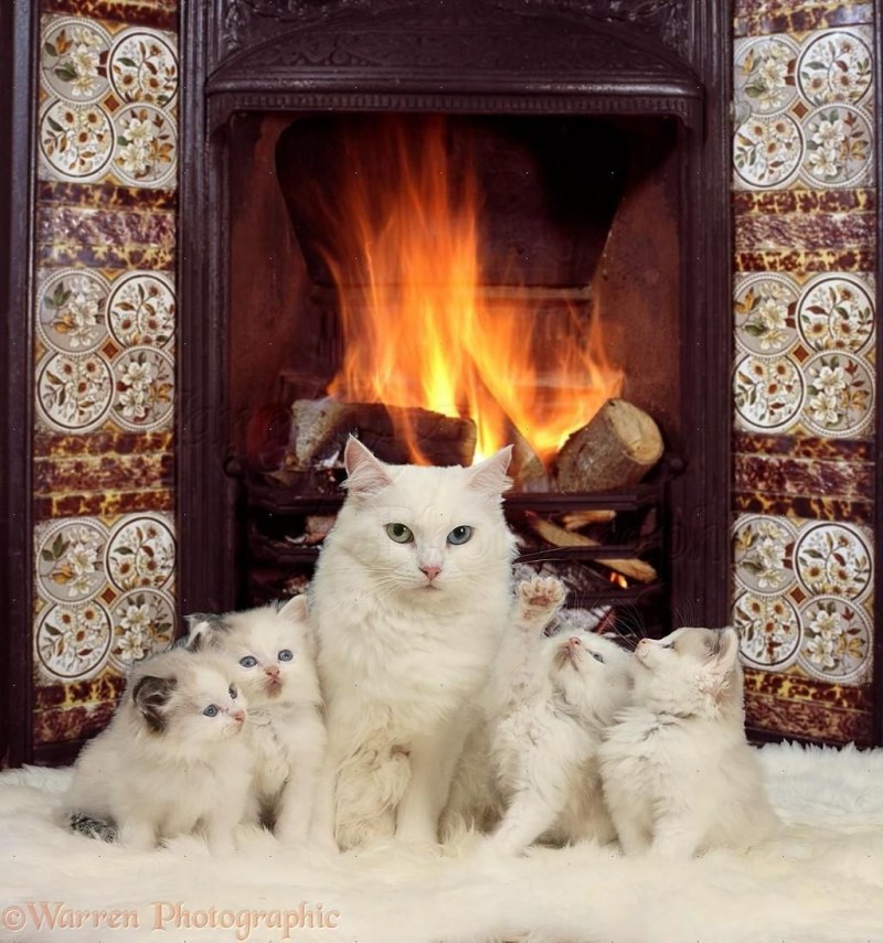 Кошка с пирогом