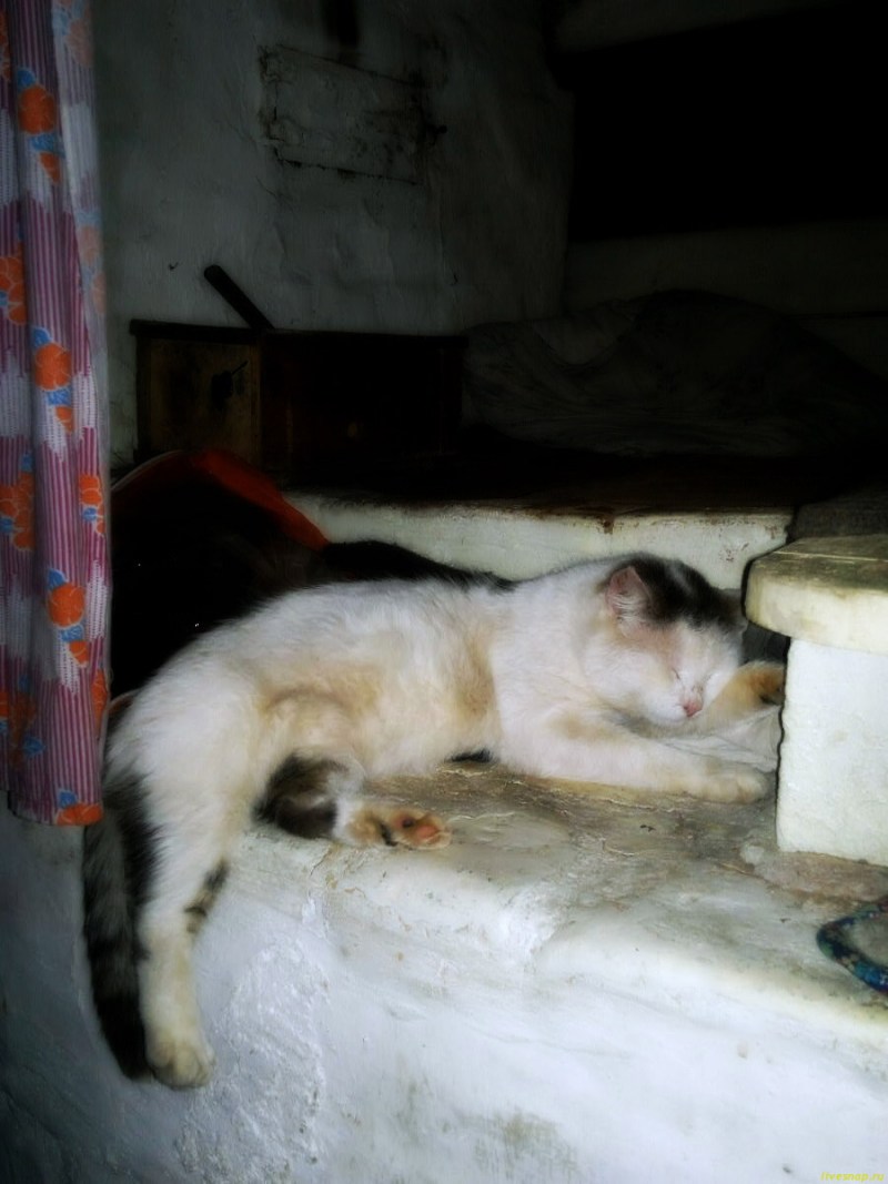 Кот камин