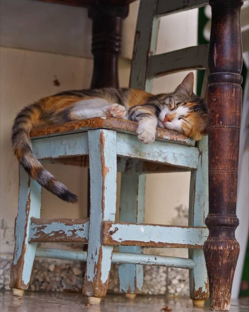 Кот возле камина