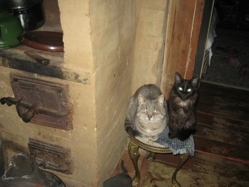 Коты на печке