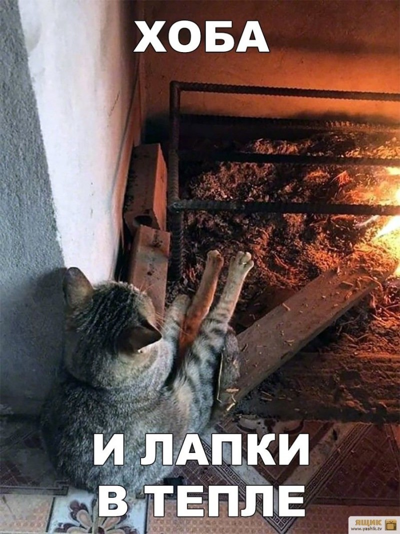 Фото серой пушистой кошки на печке