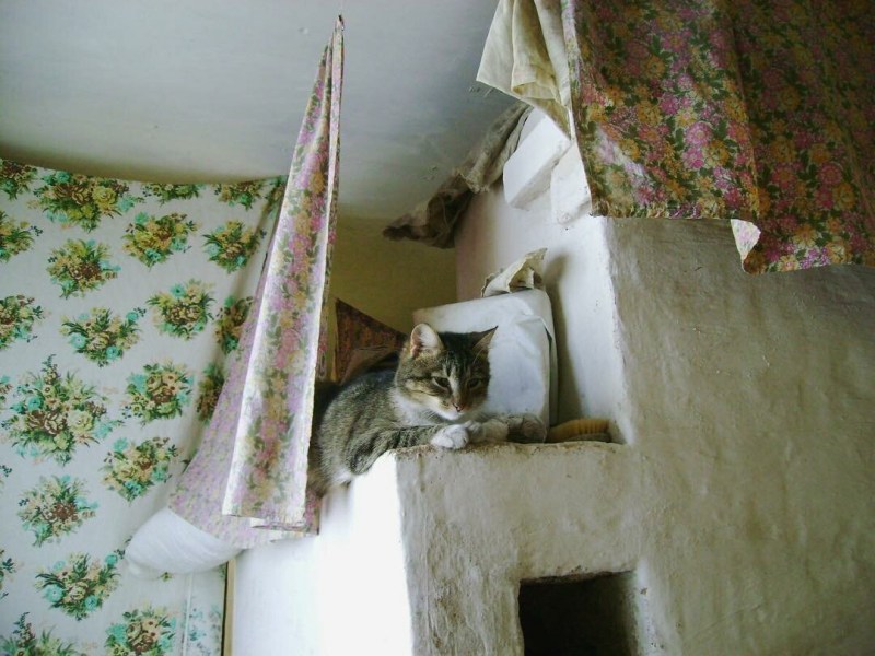 Коты на печке
