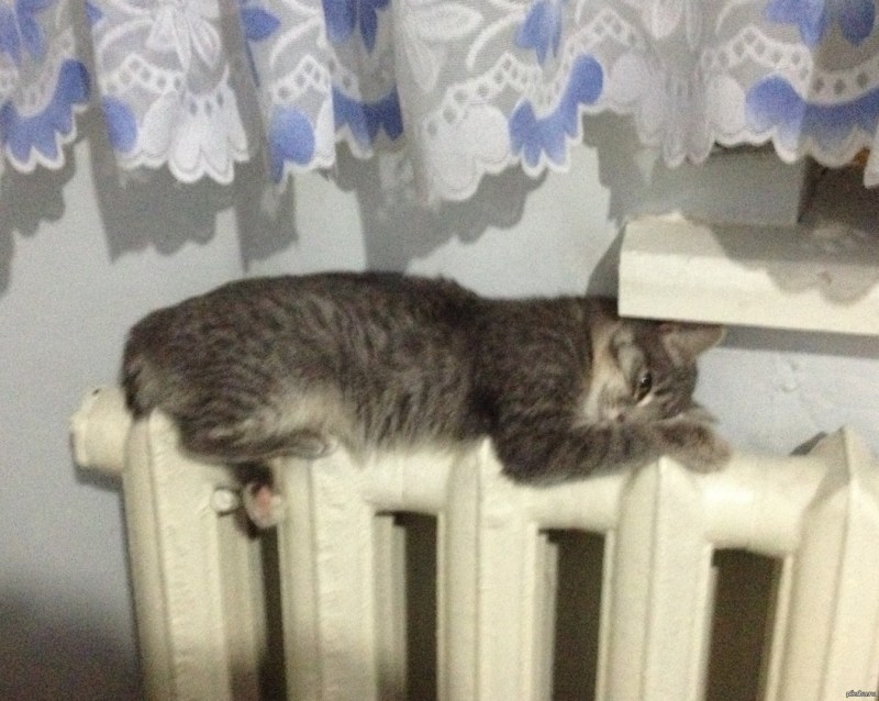 Алексей Долотов художник коты