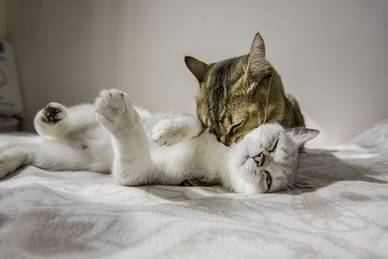 Влюбленные котики