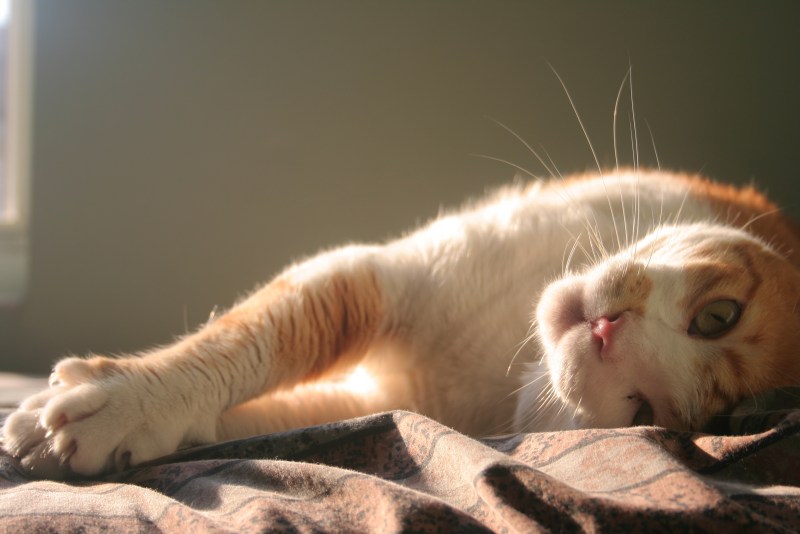Ласковый котик
