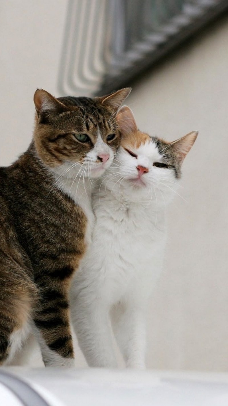 Влюбленные кошечки