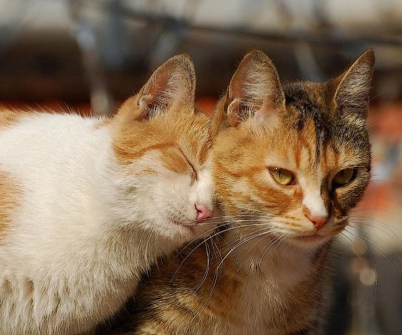 Любимый котик