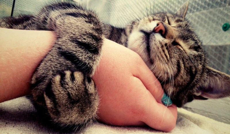 Котенок в руках