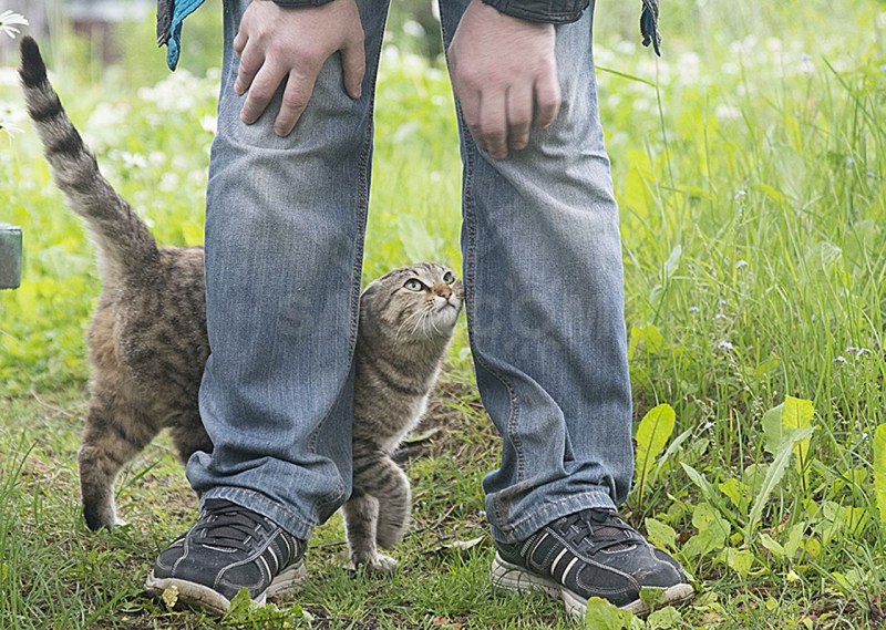 Кот трется об ноги