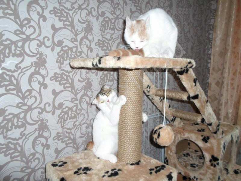 Подранный котом ковер