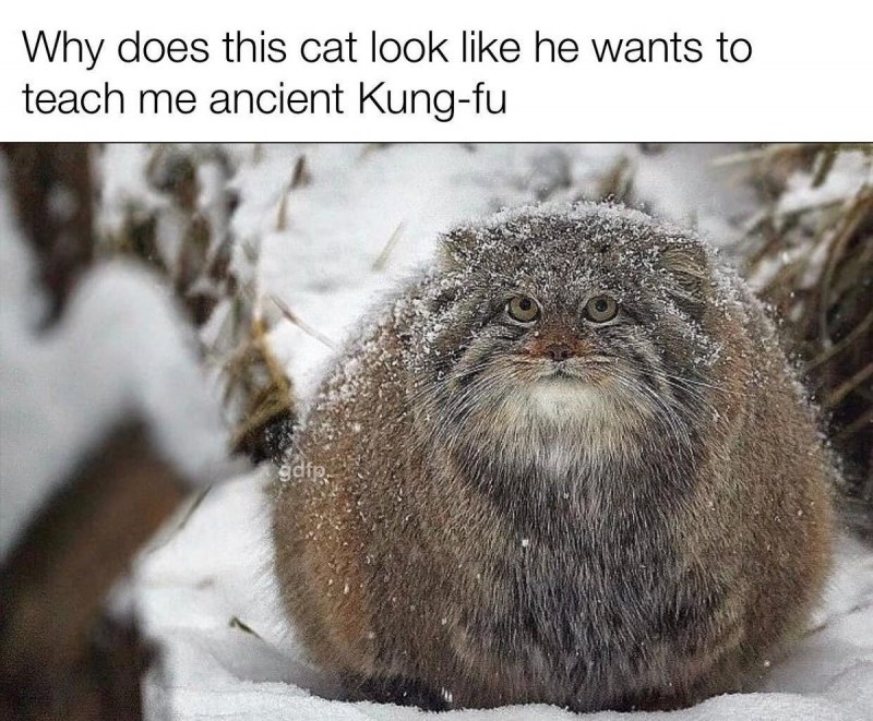 Снежный кот Манул