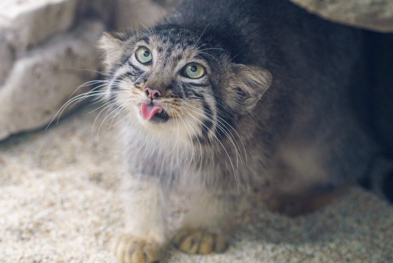 Сибирский Манул котенок