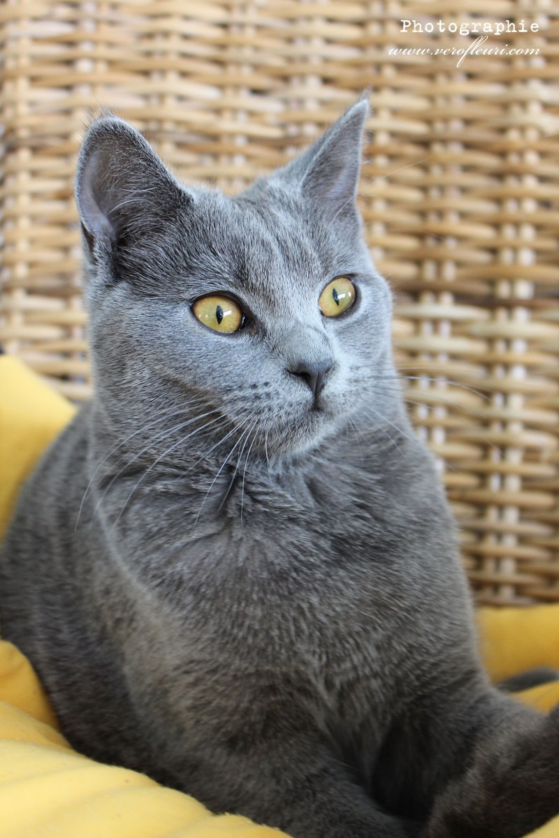 Британская кошка