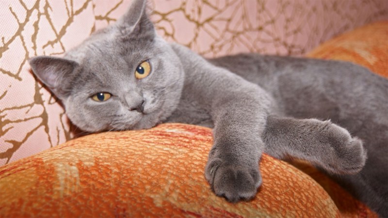 Корат шартрез Картезианская кошка