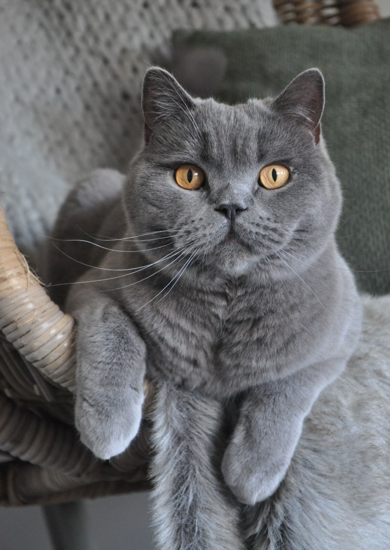 Британская кошка короткошерстная серая