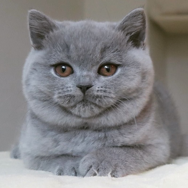 Витанская короткошёрстная кошка