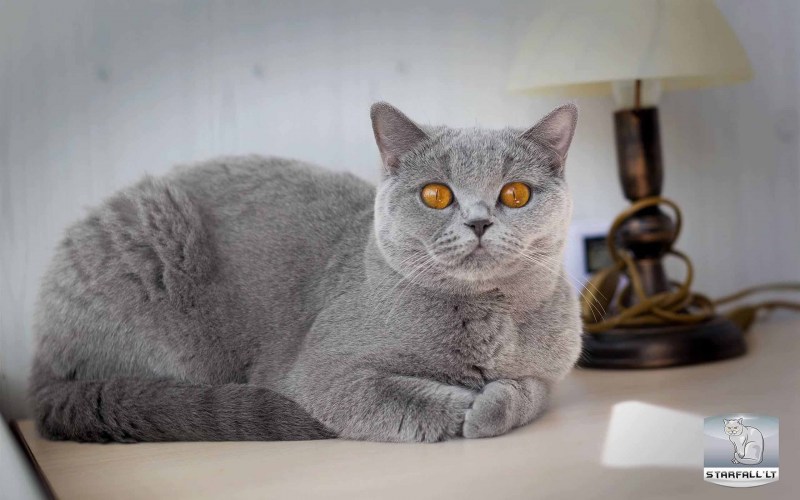 Британский короткошерстный кот серый