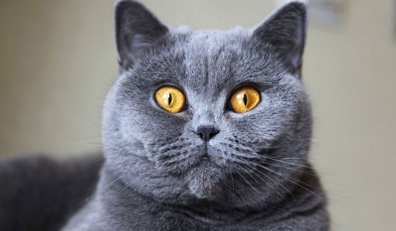 Британка прямоухая кошка