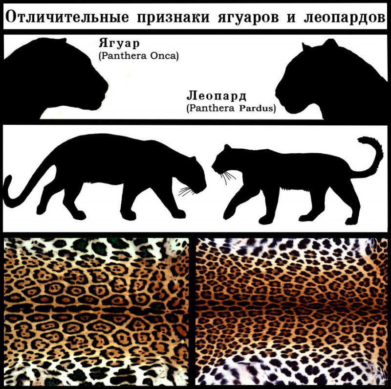 Ягуар или леопард