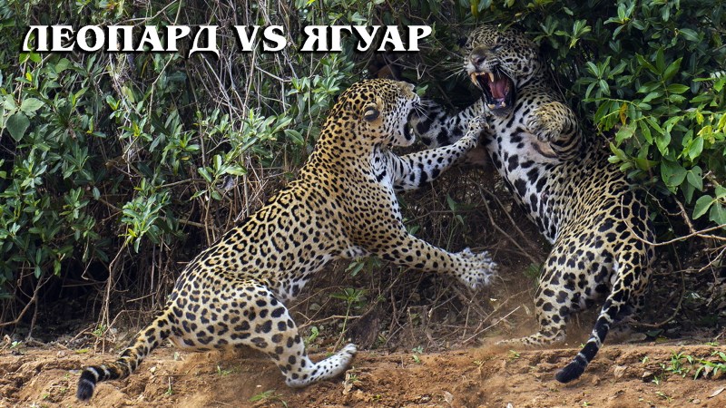 Леопард vs Ягуар