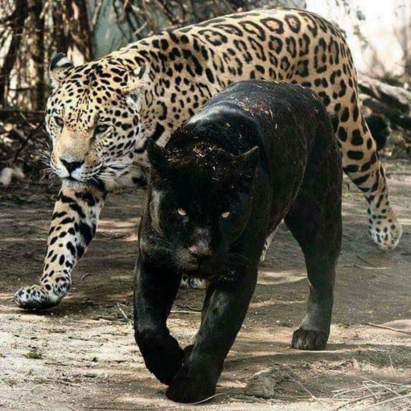 Ягуар в Южной Америке