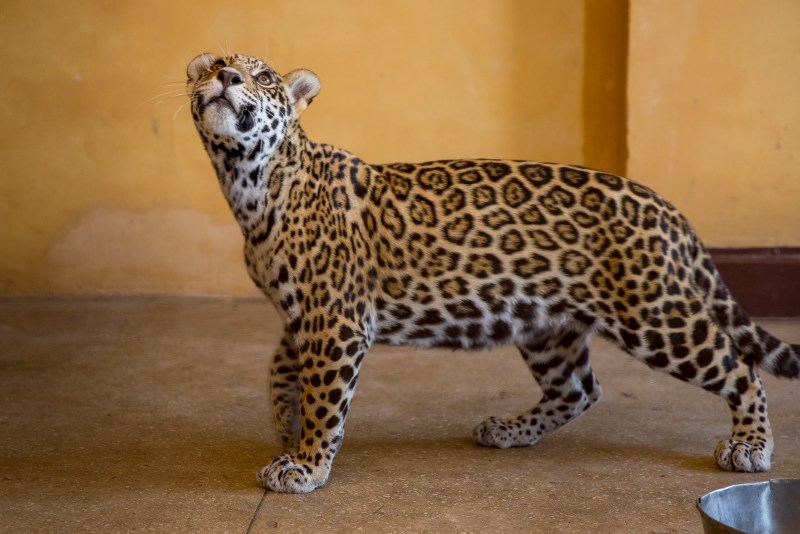 Jaguar Leopard Cheetah