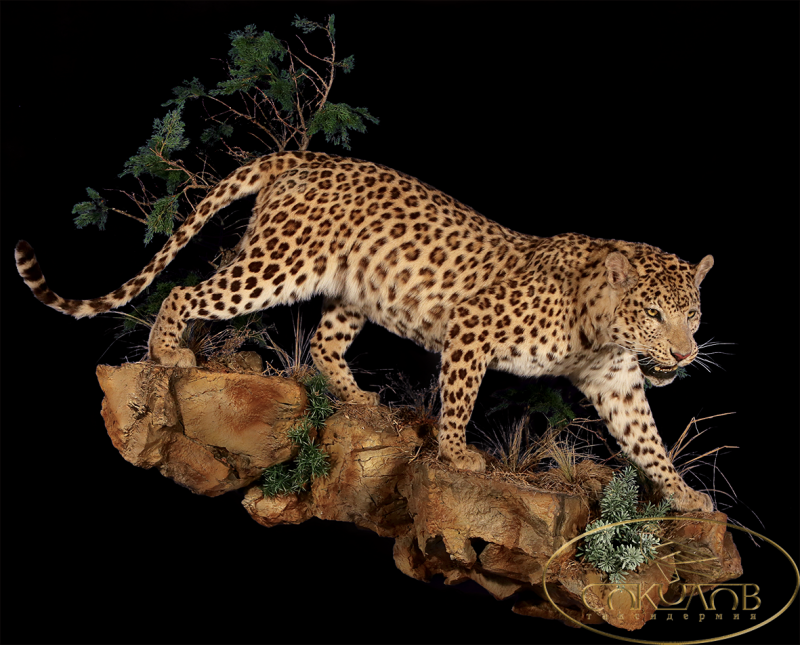 Leopard AMD Jaguar