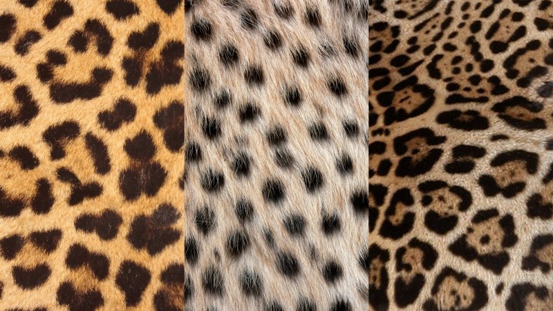 Jaguar Leopard Cheetah