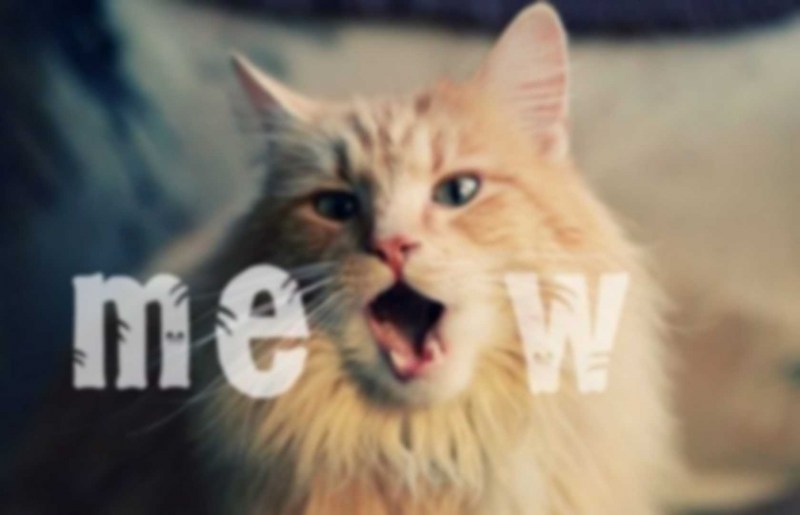 Поющие коты