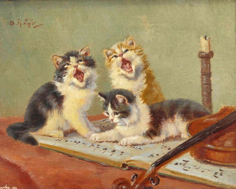 Петы кошки