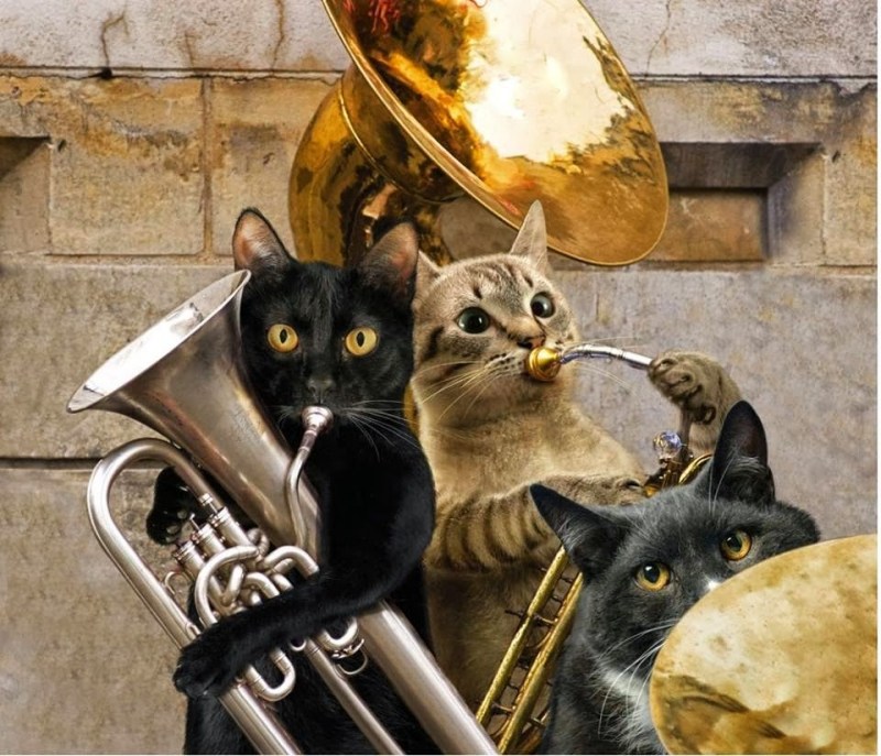 Коты музыканты