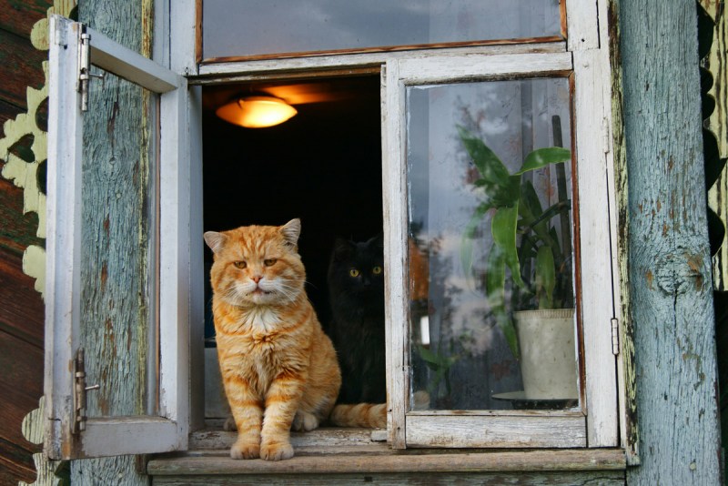 Кошка в деревне