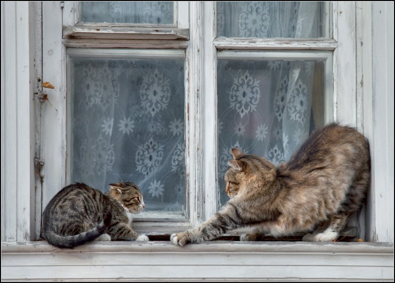 Кошки на окошке