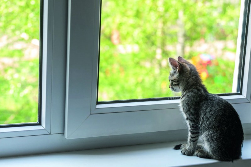 Котик на подоконнике