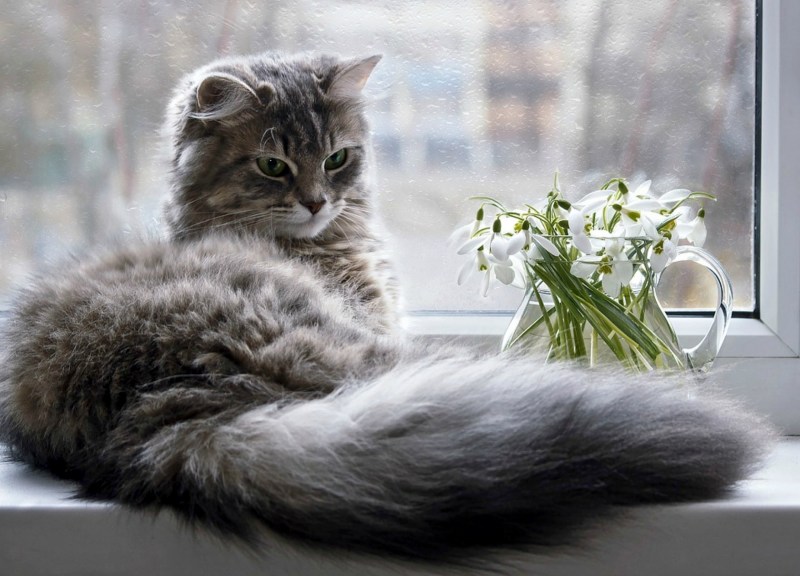 Котенок на подоконнике