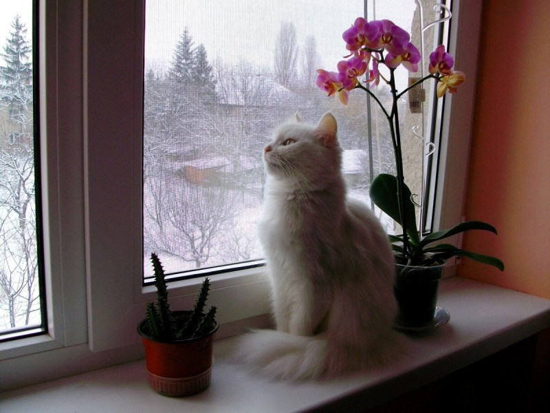 Кошка на подоконнике