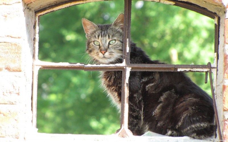 Кошки на окошке