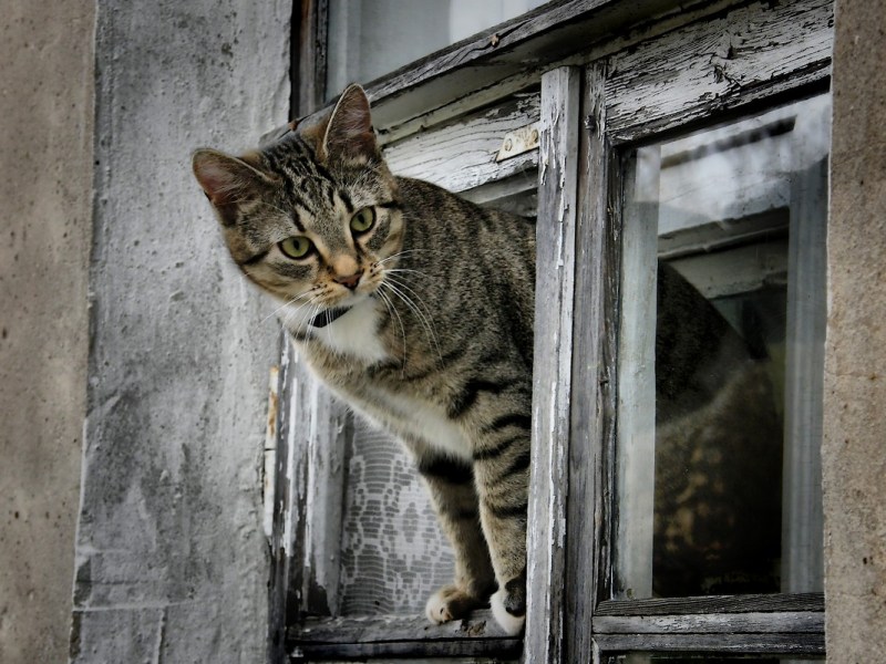 Кот выглядывает в окно