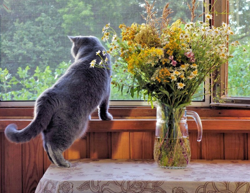Кот на подоконнике