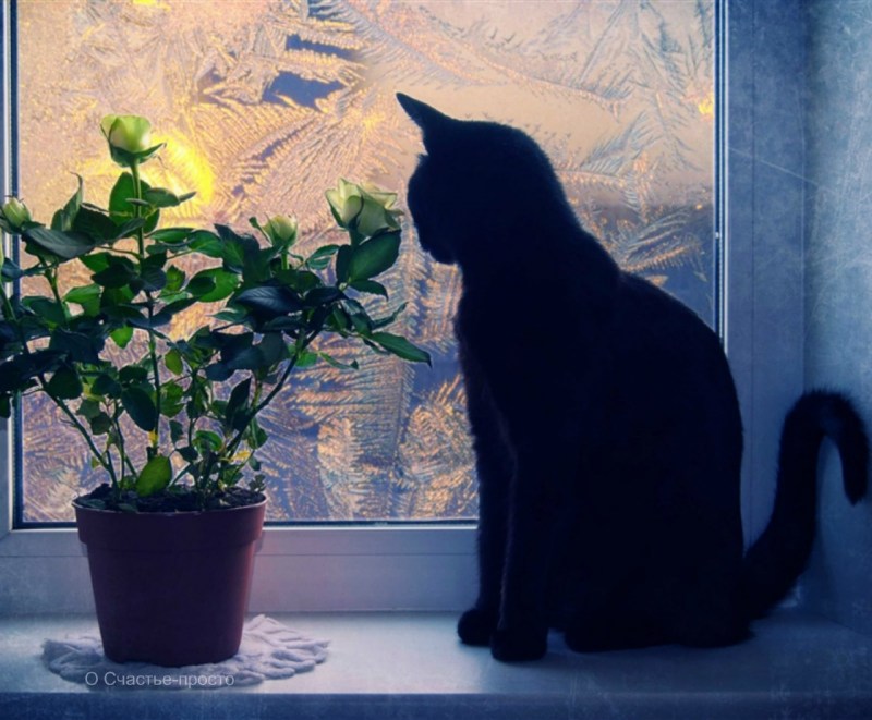 Кот на подоконнике