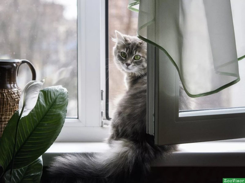 Кошка на окне