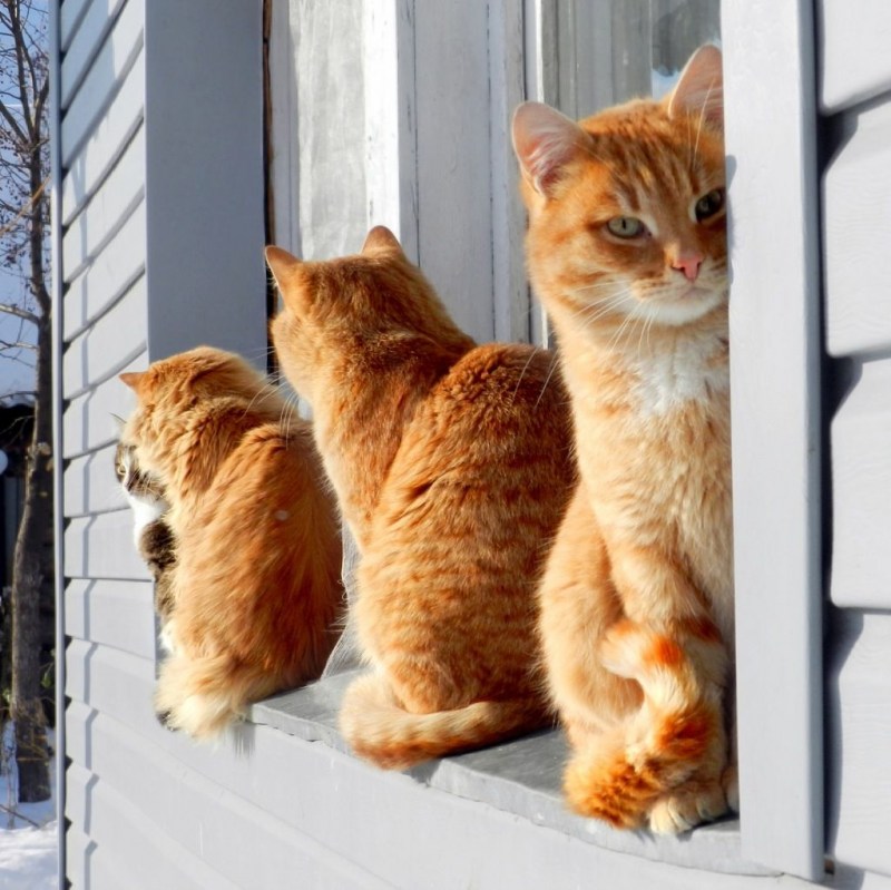 Кошки на окошке